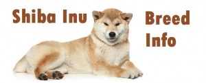Shiba Inu Dog Breed Info