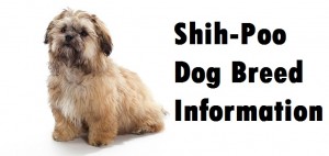 Shih Poo Dog Breed Info