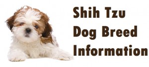 Shih Tzu Dog Breed Info