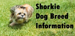 Shorkie Dog Breed Info