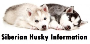 Siberian Husky Dog Breed Info