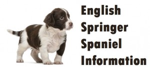 English Springer Spaniel Dog Breed Info