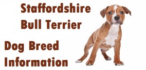 Staffordshire Bull Terrier Dog Breed Info