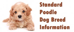 Standard Poodle Dog Breed Info