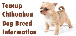 Teacup Chihuahua Dog Breed Info