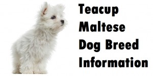 Teacup Maltese Dog Breed Info
