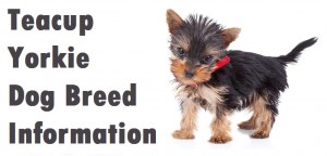 Teacup Yorkie Dog Breed Info
