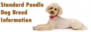 Toy Poodle Dog Breed Info