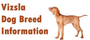 Vizsla Dog Breed Info