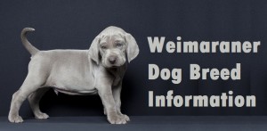 Weimaraner Dog Breed Info