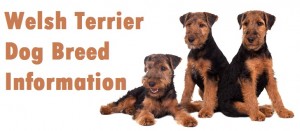 Welsh Terrier Dog Breed Info