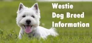 Westie Dog Breed Info