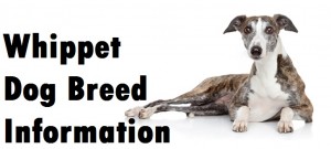 Whippet Dog Breed Info