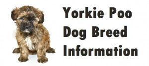 Yorkie Poo Dog Breed Info
