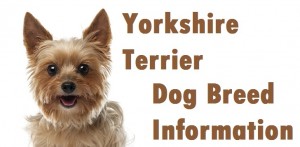 Yorkshire Terrier Dog Breed info