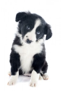 young border collie