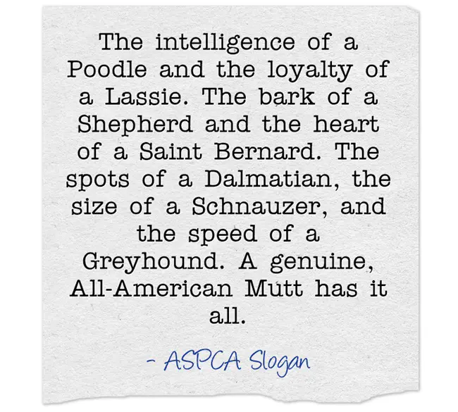 The intelligence of a Poodle and the loyalty of a Lassie. The bark of a Shepherd and the heart of a Saint Bernard. The spots of a Dalmatian, the size of a Schnauzer, and the speed of a Greyhound. A genuine, All-American Mutt has it all.