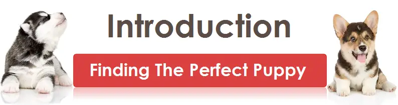 Introduction - Finding the Perfect Puppy