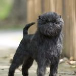 Affenpinscher