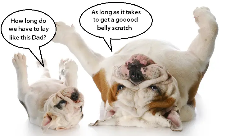 Dogs are awesome