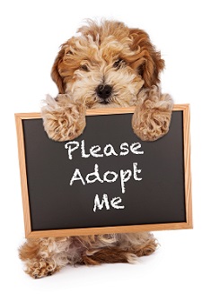 adopt a dog