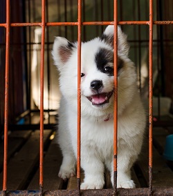 adorable dog at animal shelter