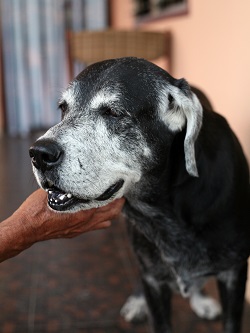 benefits of older dogs