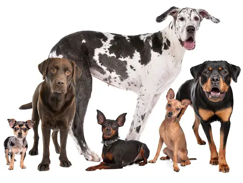 choosing the right type of dog breed