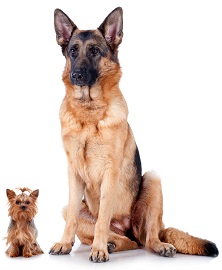 different types of dogs
