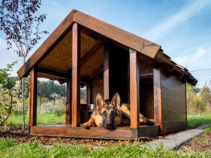 dog house