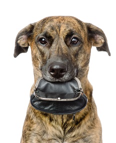 dogs are expensive