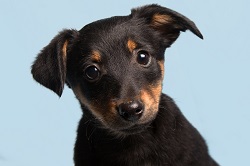 don't bring home a puppy