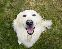 friendly dog small