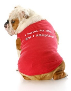 is my dog adopted