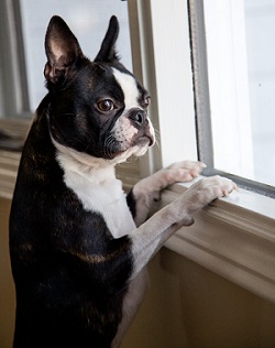 lonely dog at home