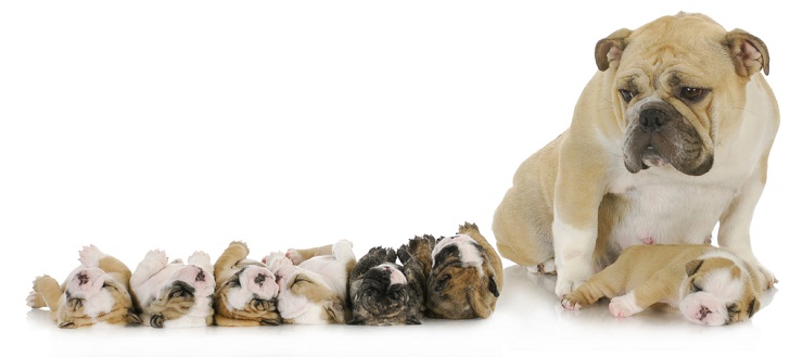 Mom and English Bulldog Litter