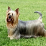 Silky Terrier