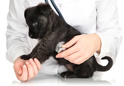 New puppy health check