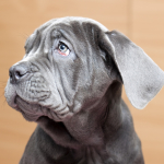 Neapolitan Mastiff