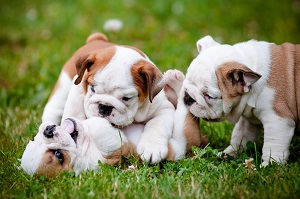 puppy personalities