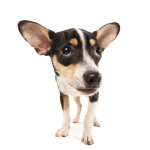Rat Terrier