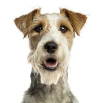 Fox Terrier