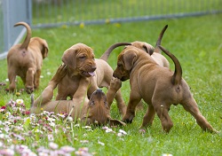 Chooisng the right puppy from the litter