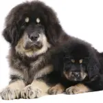 Tibetan Mastiff
