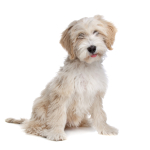 Tibetan Terrier