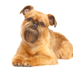 Brussels Griffon