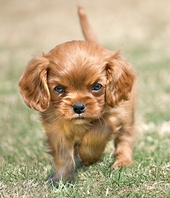 Agressive puppy personality