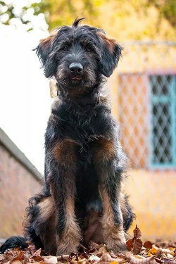 shepadoodle rescue