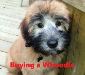 whoodle puppy