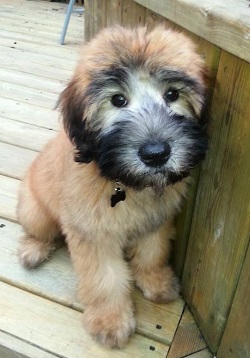 whoodle dog
